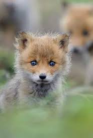 [Imagen: images?q=tbn%3AANd9GcRfVoGkKt8rW2VclbIUD...4EmwdodhvD]