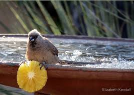Gauteng Garden Birds Of South Africa Breakfast On Ice By Elizabeth Kendall In My Garden In Gauteng South Africa Winter 2014 Mousebird Colius Striatus Muis Funny Birds Pet Birds Bird Garden