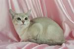 Burmilla Cat Breeders Australia - Burmilla Kittens for sale