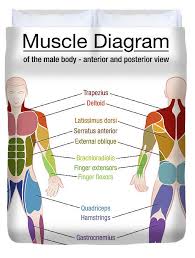 Human muscle system, the muscles of the human body that work the skeletal system, that are under voluntary control, and that are concerned with movement, posture, and balance. Body With Muscle Names Anatomy Of The Back Spine And Back Muscles Kenhub Now Release The Pressure You Ve Exerted On Your Muscles And Caroll Goods