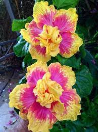 Island Queen By Thomas N Hibiscus Plant Growing Hibiscus Hibiscus Flowers