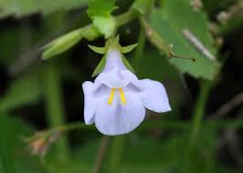 Image result for Linderniaceae