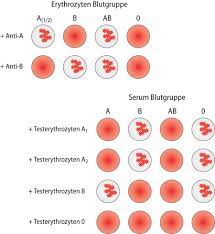 Blutgruppen Und Transfusion Springerlink