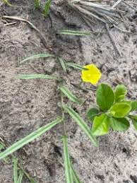 Image result for Xenostegia tridentata