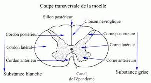 LA MOELLE EPINIERE Dr: Tolba S. LA MOELLE EPINIERE