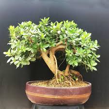 Bulk buy bonsai trees sale online from chinese suppliers on dhgate.com. Buy Bonsai Plants At Tree Craft Lbb Bangalore