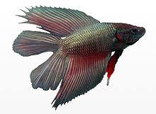 Fish guide for siamese fighting fish, betta splendens, betta profile with fish pictures, description betta fish care infographic, a handy cheat sheet that will benefit any keepers of siamese fighting. Siamese Fighting Fish Wikipedia