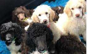 Specializing in exceptional parti standard poodles. Registered Standard Parti Poodle Breeder By Top Hat Parti Poodles In Edmonton Ab Alignable