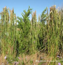 Image result for Andropogon