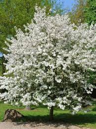 Check spelling or type a new query. Malus X Evereste Small Trees For Garden Crabapple Tree Flowering Trees
