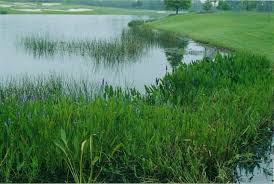 With all of this floristic diversity. Georgia Wet Land Plants Native Grasses Aquatic Plants Pond Maintenance Wet Land Aquatic Plants Pond Pond Maintenance