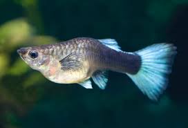 1280 x 720 jpeg 80 кб. Gestation Period For Guppies Lovetoknow