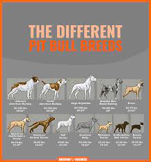 Is The American Bully A Pitbull Origin Build Temperament Faqs