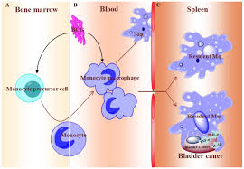 Urine passes from each kidney into the bladder through a long tube called a ureter. Immunotherapy Of Bacillus Calmette Guerin By Targeting Macrophages Against Bladder Cancer In A Nod Scid Il2rg Mouse Model