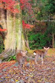 フォトライブラリー