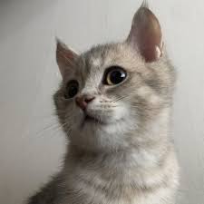 自覺為萬獸之王 劉玉米 cornlau lionking 自我感覺良好 cats catsofinstagram kittens 貓貓 貓 cat day cats cat life