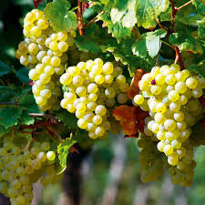 Grape plant images when to plant mustang grapes,grape ape grow log grapes plants pictures,grape growing plantation. Vine Perlette 1 X 2ltr Dobies