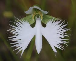 Image result for Habenaria