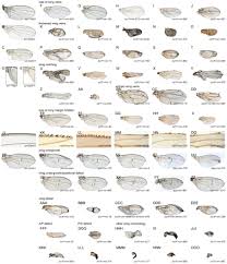 A Genome Wide Transgenic Resource For Conditional Expression Of Drosophila Micrornas Molecular Biology Science Art Genome