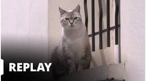 Ce documentaire de la bbc nous raconte l'histoire d'une année de vie dans un village extraordinaire de la campagne française. Replay La Vie Secrete Des Chats Du 13 07 2019 La Vie Secrete Des Chats Le Chat Meilleur Ami De L Homme