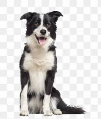 Maybe you would like to learn more about one of these? Border Collie Rough Collie Beagle Old English Sheepdog Png 1529x1278px Border Collie Animal Beagle Breed Carnivoran Download Free