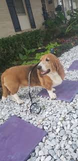 All or dogs are fully akc registered, shots and dewormed. Eblizuzg7nb7ym