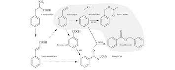 The Metabolic Pathway Leading To Synthesis Of Benzyl Acetate And Benzyl Download Scientific Diagram