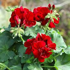 Image result for Geranium