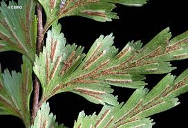 Image result for Asplenium hypomelas