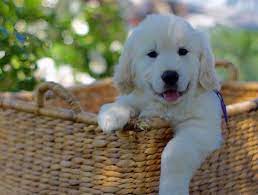 Please note that we cannot accept applications from outside our chartered area of northern california and the reno/lake tahoe area. Classic Heritage English Golden Retrievers California Breeder Puppies English Golden Retrievers California Dog Puppies