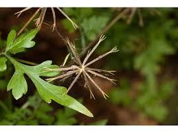 Image result for Bidens bipinnata