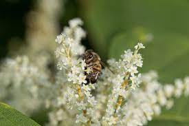 Je hebt dus plezier van deze fraaie bloeiende bloem in de zomer en in… Japanse Duizendknoop Goede Drachtplant Voor Bijen Of Ecologische Ramp
