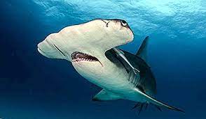 Rechinul alb a fost filmat de biologi in timp ce acestia realizau o scufundare in guadalupe, in mexic, relateaza cnn. Cel Mai Mare Rechin Din Lume 2021