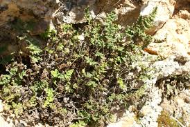 Image result for Sinopteridaceae