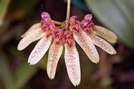 Image result for Bulbophyllum longiflorum