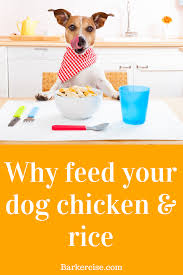 Boil chicken on high heat for about 12 minutes, or until chicken is cooked all the way through. Feeding Cooked Chicken To Dogs V1 Lenze Com Tr