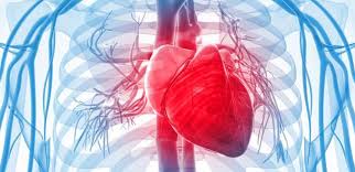 The pacemaker cells initiate and regulate the heartbeat. Omniprex News A Coupled Clock System Drives The Automaticity Of Human Sinoatrial Nodal Pacemaker Cells