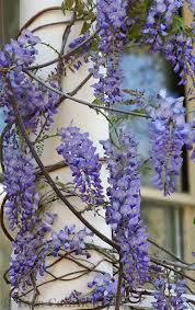 As property in georgia continues to be developed, land owners are searching for trees that will provide privacy from prying neighborly eyes and loud, unwanted new creation flowers and gifts. 1lifeinspired Beautiful Flowers Flower Garden Wisteria