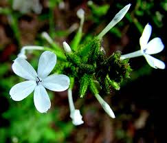 Image result for Plumbago zeylanica