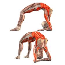 Pin By Eman Ali On Yoga Anatomy Yoga Anatomy Yoga Help Yoga Muscles