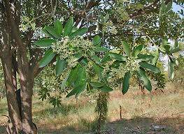 Image result for Clitandra cymulosa