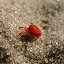 This is an arachnid, but not an insect, though smaller and only with 1 due to the barely visible size, the human eye can notice just reddish or greenish spots on the stems and leaves. Clover Mite Catseye Pest Control