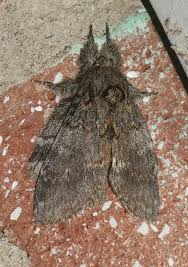 Image result for Pellaea angulosa