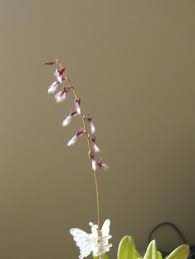 Image result for Bulbophyllum saltatorium