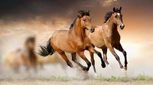 Brown Horses Running 4k Wallpaper Animals 4k Wallpapers Horse Wallpaper Horses Beautiful Horses