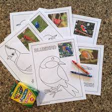 For boys and girls, kids and adults, teenagers and toddlers, preschoolers and older kids at school. Printable Bird Coloring Pages