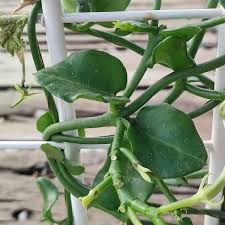 Image result for Ceropegia monteiroae