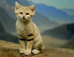 Les Chats Des Sables Ces Felins Qui Ne Grandissent Jamais Vivre Demain Senmo est un petit chat des sables chauffeur de taxi qui a vécu des aventure avec son amoureuse martride. les chats des sables ces felins qui ne