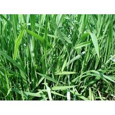 Image result for Eragrostis brizantha