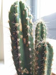 The cactus is part of the cactaceae family, most of the species from this family originated from america. What Are These Brown Spots On My Cactus Gardening Landscaping Stack Exchange